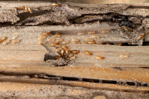 Pest Control Cost in La Puebla, NM